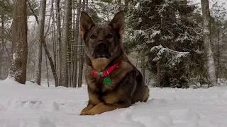 Quickie - German shepherd won’t come in from snow