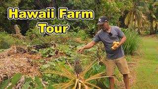 Regenerative Farm Tour in Hawaii, Turning an Overgrown Nursery into a Food Producing Powerhouse