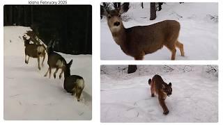 Harsh Winter Wildlife Survival In Idaho | February 2025 Trail Camera Compilation