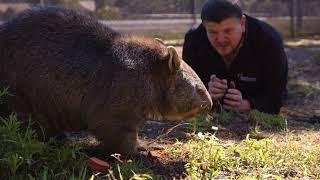 Tour of Australian Wildlife Sanctuary