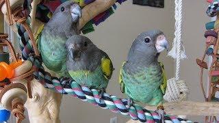 8 week old Baby Meyers Parrots