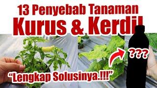 TANAMANMU KERDIL, MENGUNING, TIDAK SUBUR.??? INI DIA 13 PENYEBAB DAN SOLUSINYA | Pupuk Berbuah Lebat