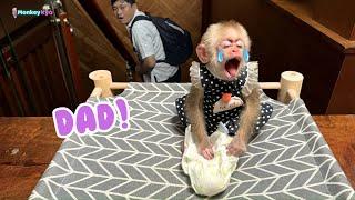 Baby monkey Kyo sobbed while waiting Dad to come home very late!