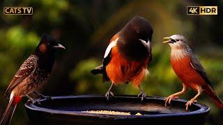 Cute Birds And Chipmunks For Cats to watch ️ 10 Hours 4k Little Birds ! Uninterrupted CatTV 