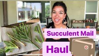 Unique Succulent Haul From Florida / Rare Succulents /  The Succulent Home