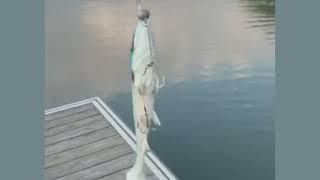Hostagevalley Shad rolling action