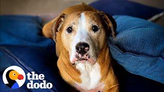 Anxious Pittie Steals His Mom’s Pillows Every Day | The Dodo