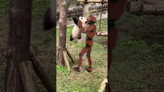 Robot Helps Panda Climb a Tree – Smart Tech in Action!  #creative #funny #epic #robot