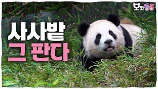 (SUB) The Most Adorable Baby Panda In The World And Her Dumping PPUPPA Time! │Panda World