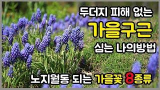 노지월동 되는 가을꽃 8종류/수선화,무스카리 구근심는 시기 입니다