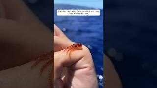 The man rescued a baby octopus and then took it home to raise #animalshorts #animalrescue