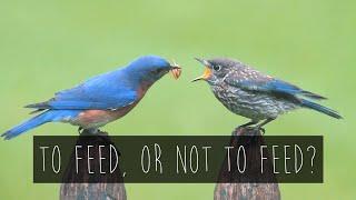 To Feed, or Not to Feed