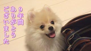 【ご報告】9年間ありがとうございました。愛犬とふたりでの生活を終了します…