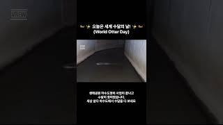 25년 5월 28일은 세계 수달의 날 (World Otter Day)