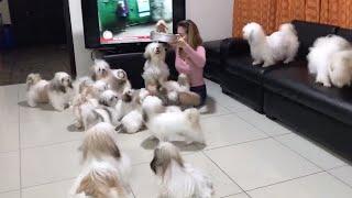 Shih Tzu Family Madness