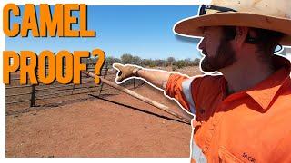 Camel-Proofing the Yards: Reinforcing Cattle Yards Against Summer