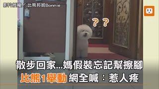 散步回家...媽假裝忘記幫擦腳 比熊1舉動網全喊：惹人疼｜動物｜生活