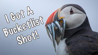 How to photograph PUFFINS on the Isle of May, Scotland