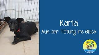  |KARLA - Aus der Tötung ins Glück| 