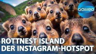 Süß, süßer, Quokka! Die pelzigen Freunde auf der Insel Rottnest Island