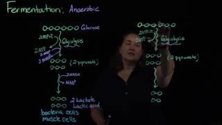 Bacterial Fermentation