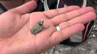 baby horned lizard (Phrynosoma taurus)