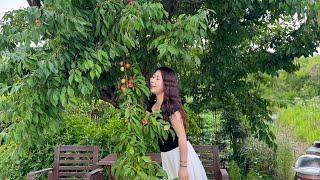 Cây Mận Sai Trĩu Quả. Làm Món Boosam Cuộn KimChi