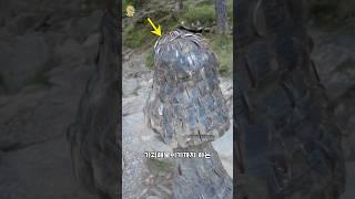수천개의 동전이 박힌 나무들