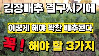 배추 결구 시기에 반듯이 이렇게 해야 대박 배추가 된다 (농촌 진흥청 연구결과) 맛있고 단단하고 속 꽉 찬 배추 재배하는 방법