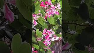 beautiful flowers colorful petals #bauhinia | hongkong orchid tree #nature #shorts