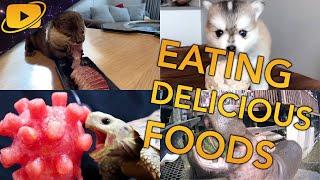 Animals Eating Delicious Foods Compilation