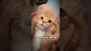 宠物医生最讨厌养猫新手做这四件事。＃宠物医生＃新手养猫＃养猫知识＃养猫日常＃养猫经验＃科学养猫＃养猫人＃养猫经验分享＃宠物＃萌宠＃猫咪＃cat＃宠物日常＃宠物知识＃分享养宠经验＃科学养猫攻略