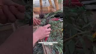 Propagating Eucalyptus Cuttings #propagate #rooting #plantingtrees #growingplants #gardening #shorts