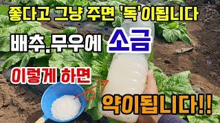 김장배추.무우에 소금 주는 방법 그냥 뿌리지 말고 이렇게 소금물액비 만들어주면 달고 맛있어집니다.