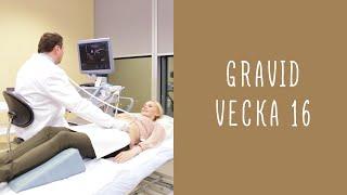 Gravid vecka 16