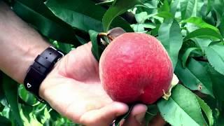 Jersey Fresh Peaches in partnership with NJ Peach Promotion Council