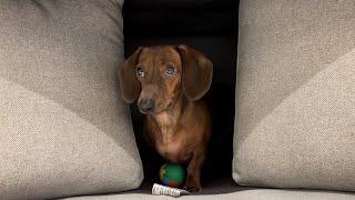 Rainy day forts with a mini dachshund