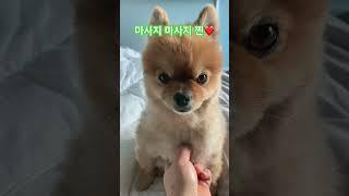 사랑해 찐️️‍️ #happy #dog #pet #찐사랑 #찐행복 #찐감사 #감사 #사랑 #행복 #goodmorning #goodluck