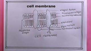 how to draw cell membrane easily/cell membrane drawing