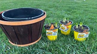 Planting some Tete-a-Tete daffodils in a container