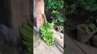 Banana harvesting and cutting  #shorts #harvest #banana #cuttingskills #trending