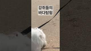 바다 처음 가본 강쥐들 #강아지일상 #강아지브이로그 #강아지유튜브 #말티즈 #타이니푸들