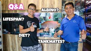 ASIAN AROWANA SPECIALIST Answers 10 Arowana Questions!!  AROWANA Q&A