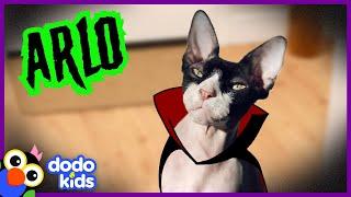 Cute Spooky Cat Keeps Scaring His Family | Happy Halloween | Dodo Kids