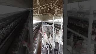 livi  A-Type Layer Chicken Cage System#farming #chicken