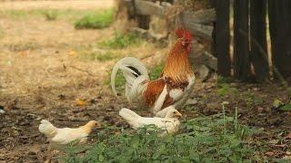 Improving Poultry Farming Science