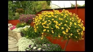 Proven Winners® Gardener Channel: Proven Winners® Goldilocks Rocks® Bidens