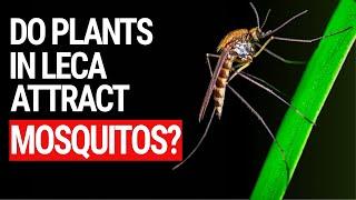 Do Plants in Leca Outdoors Attract Mosquitos?