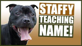 PUPPY TRAINING! Teaching Your STAFFORDSHIRE BULL TERRIER Puppy Their Name