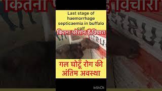 Hemorrhagic septicaemia in buffalo calf l Dr Umar khan